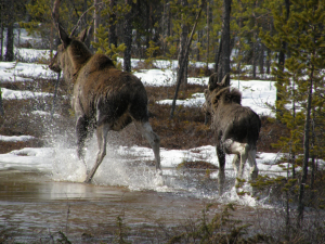 Älg och kalv på språng!